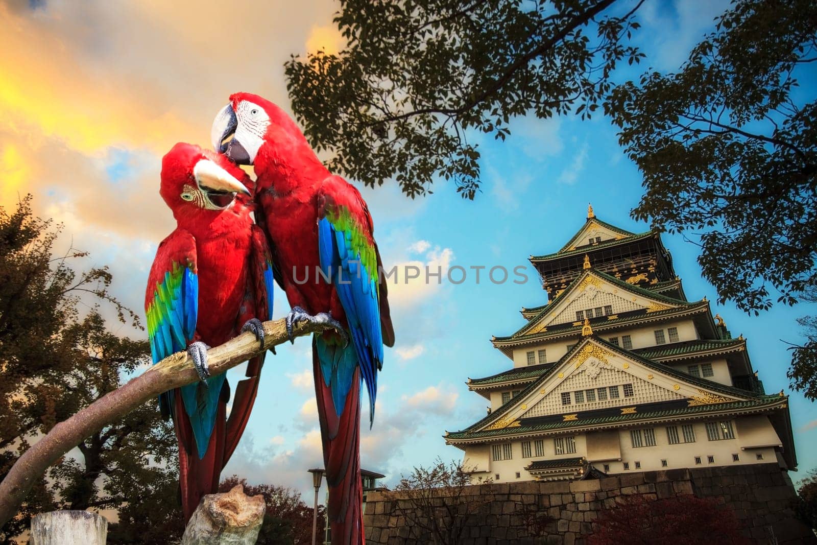 The potrait of Blue & Gold Macaw for adv or others purpose use