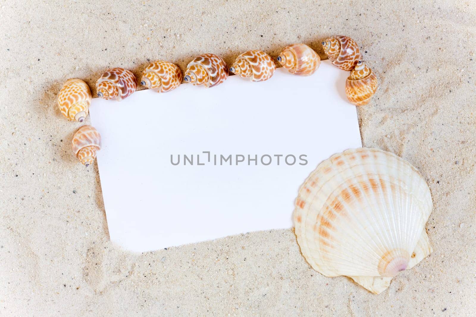 Shells frame blank white postcard