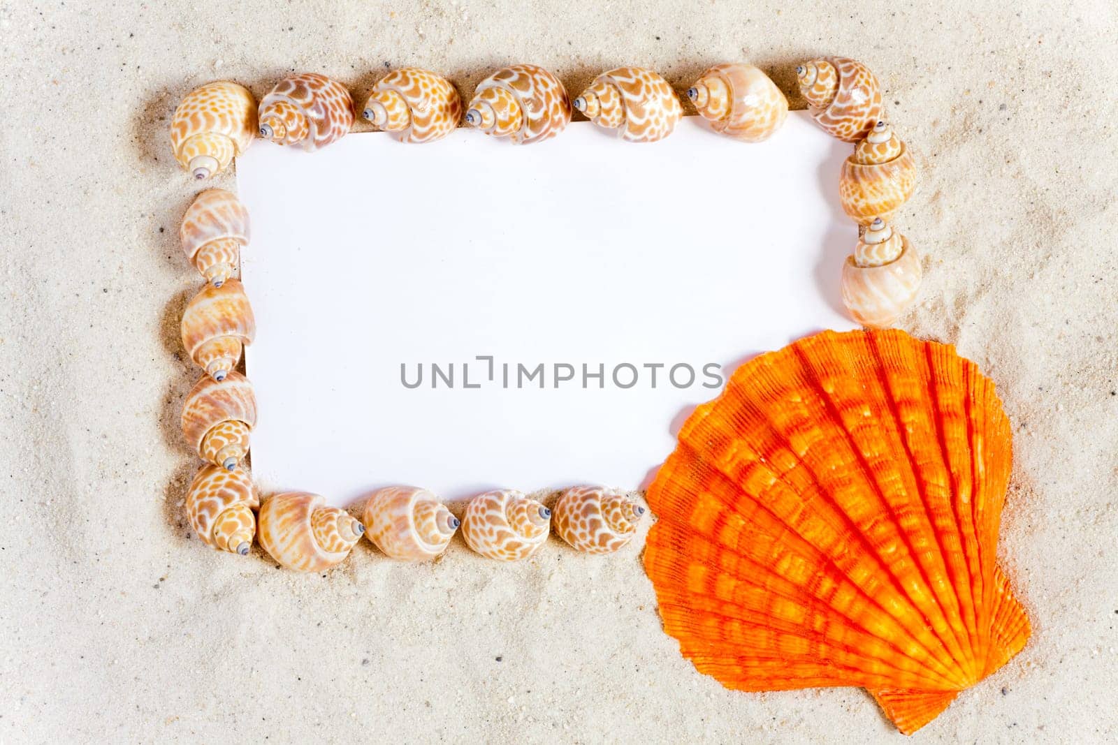 Shells frame blank white postcard