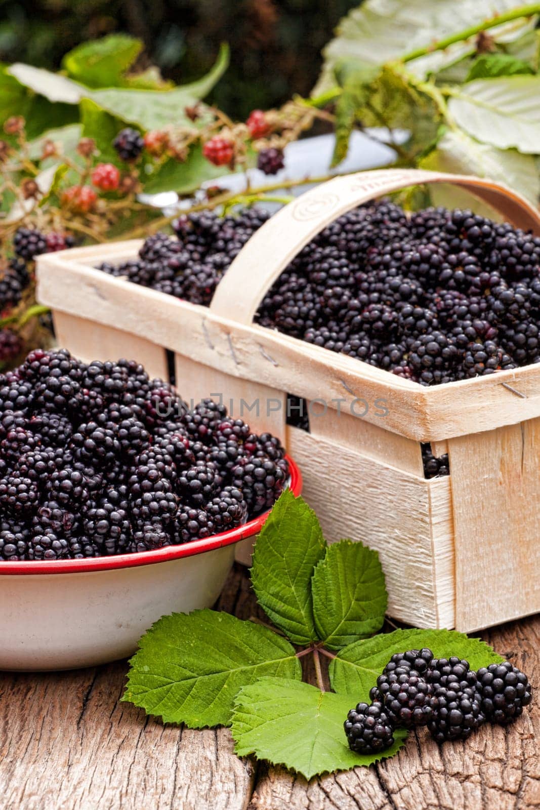 Fresh forest blackberries in bowl and fruit box