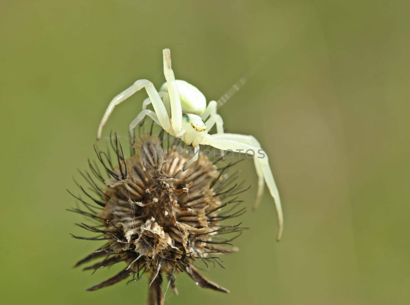 Variable crab spider (Misumena vatia) on the semen level of pigeon cascasis