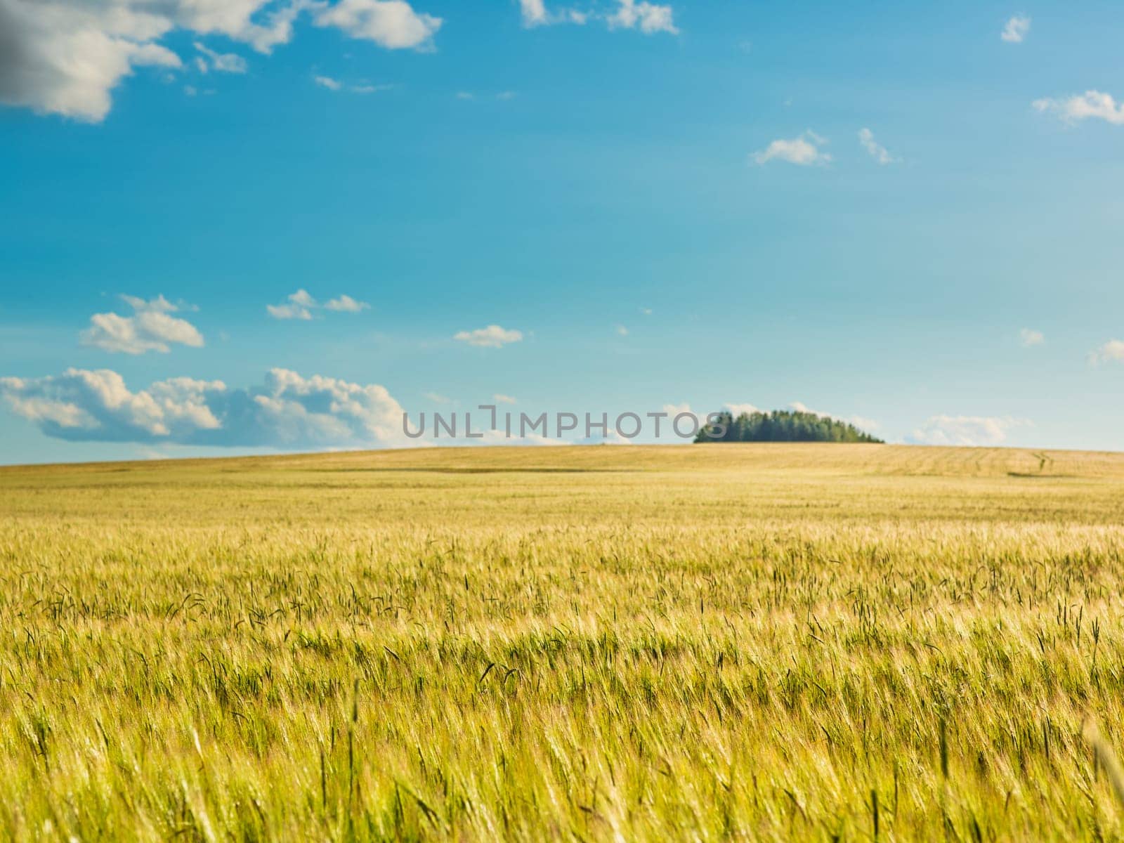 Wheat field by summertime.