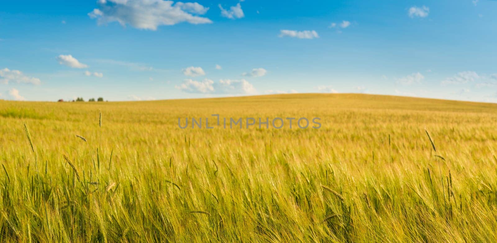 Wheat field by summertime. Panorama