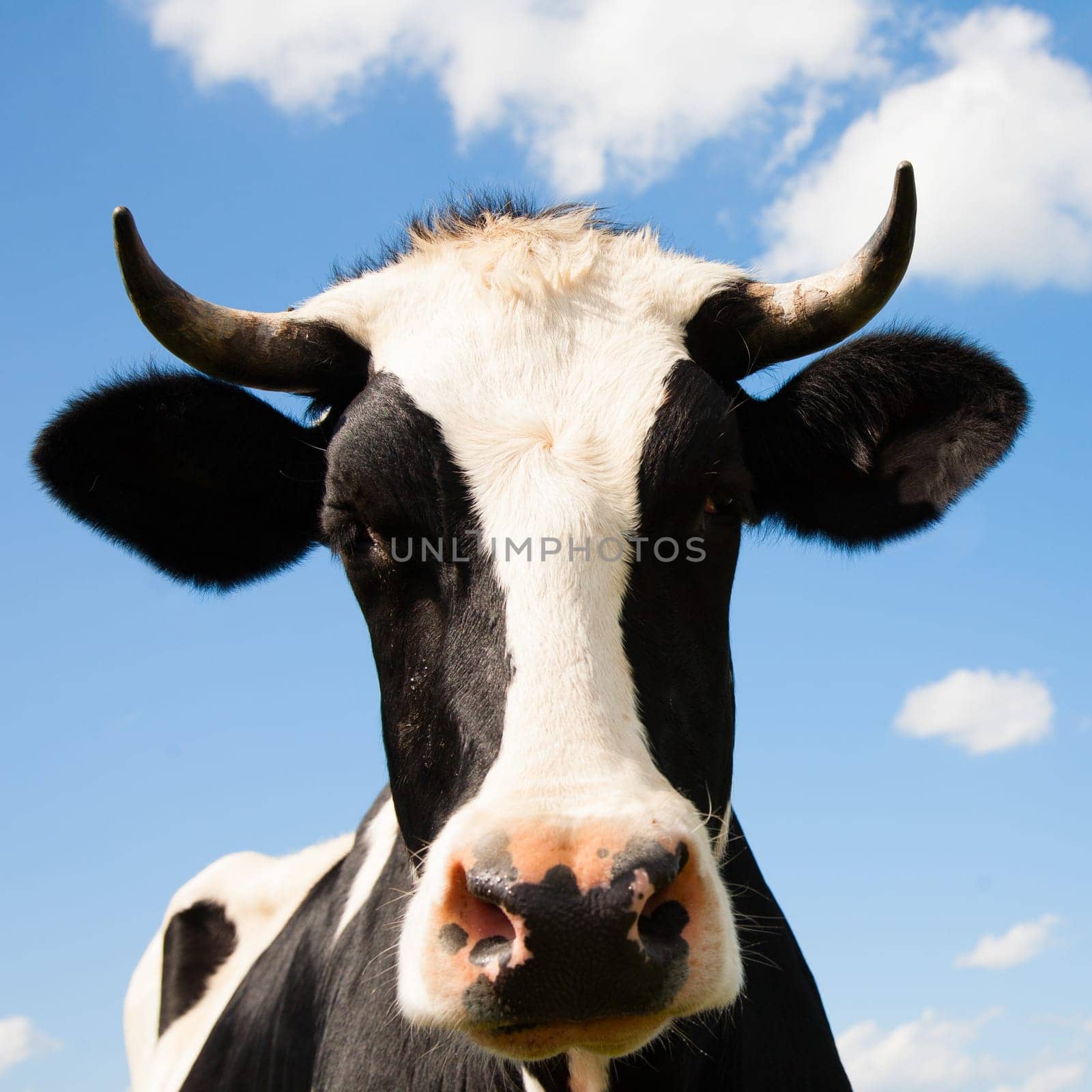 Portrait of a Dutch cow