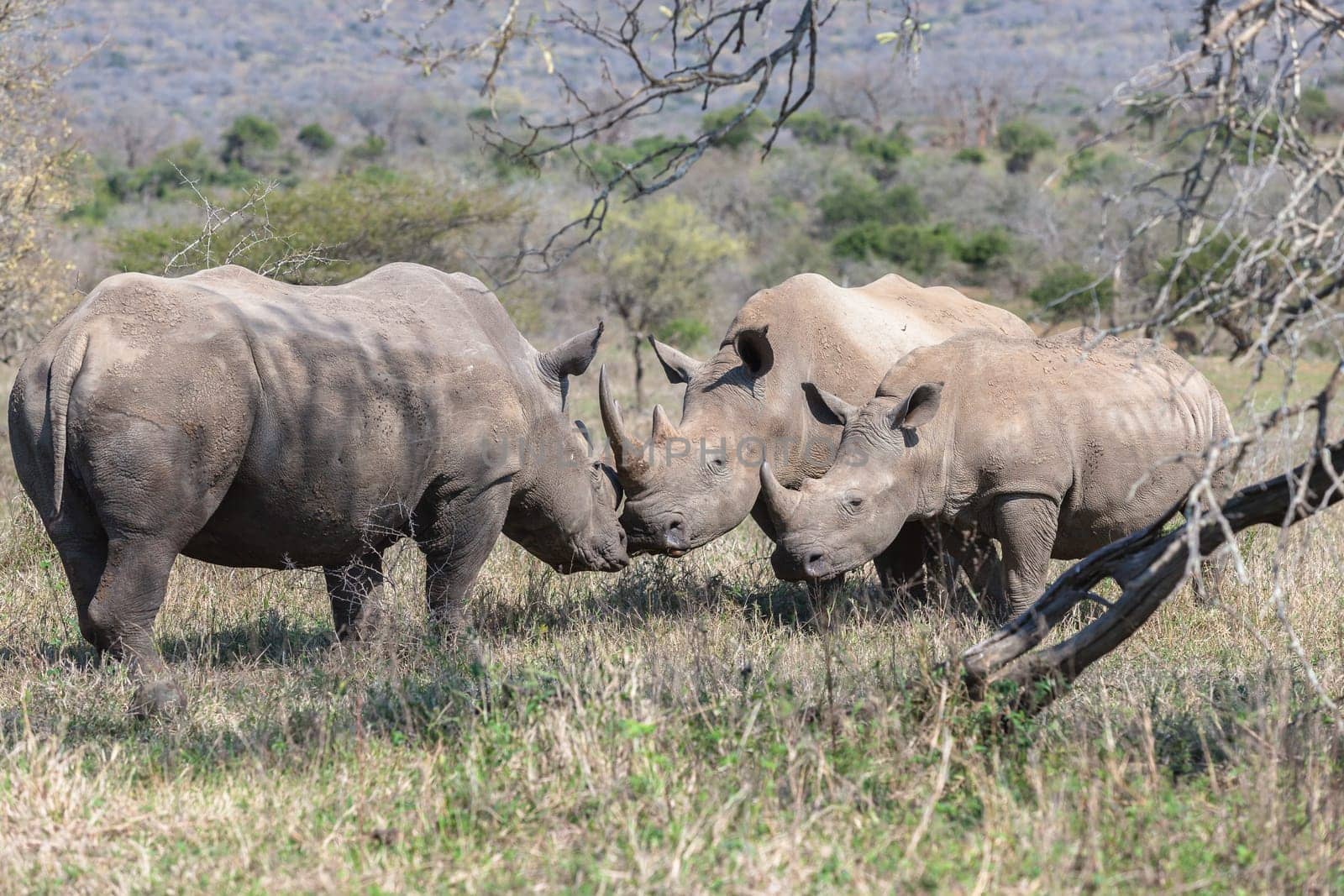 Wildlife animals bull rhino courting touching female for mating season with year old calf