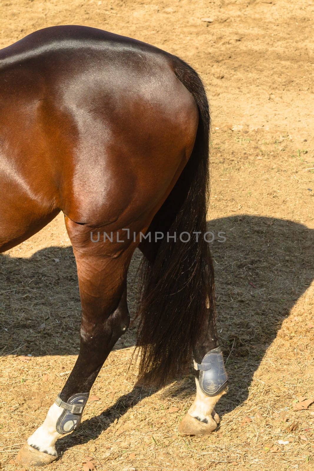 Equestrain Horse show jumping close-up  animal dress grooming detail