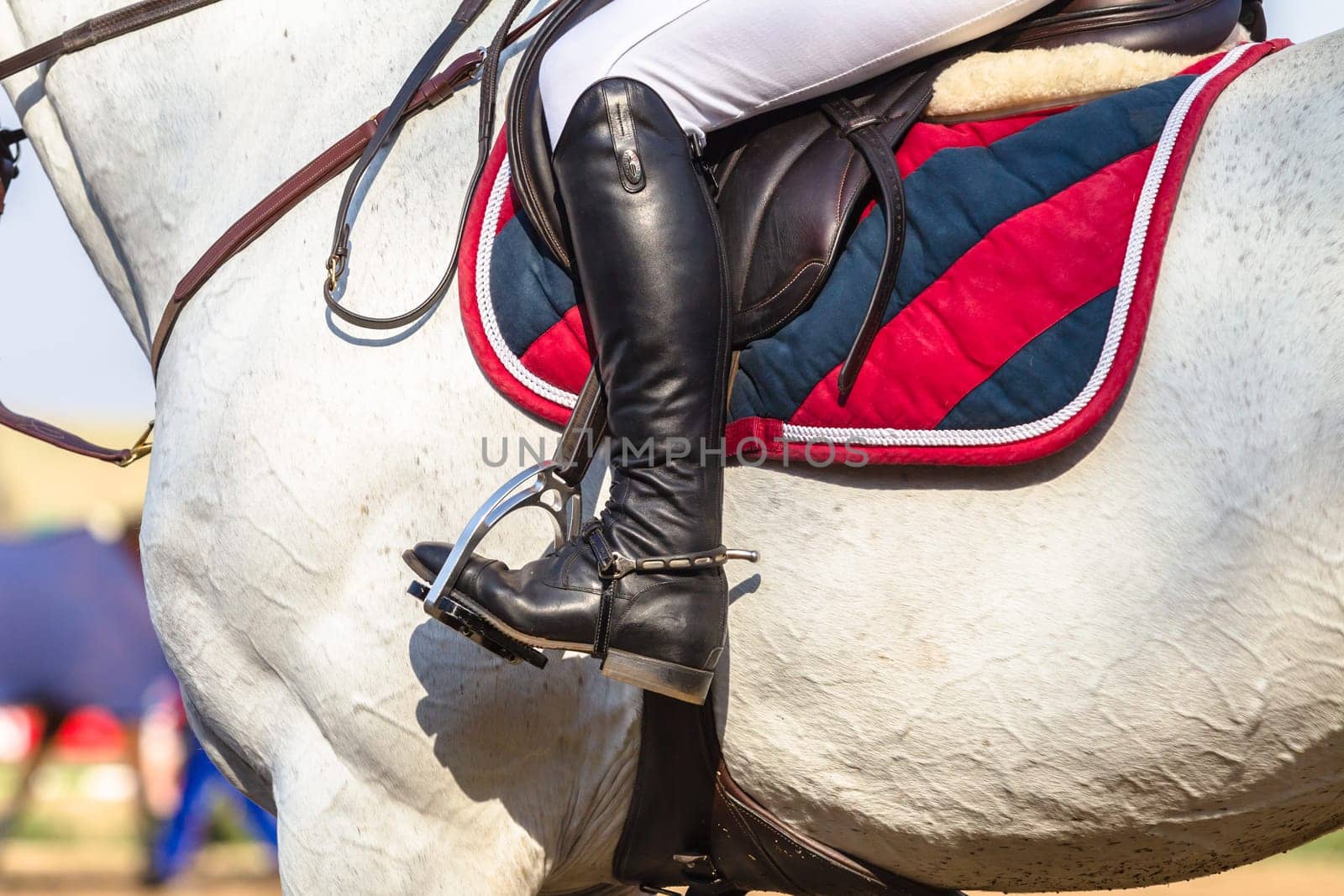 Equestrain Horse show jumping close-up  animal dress grooming detail