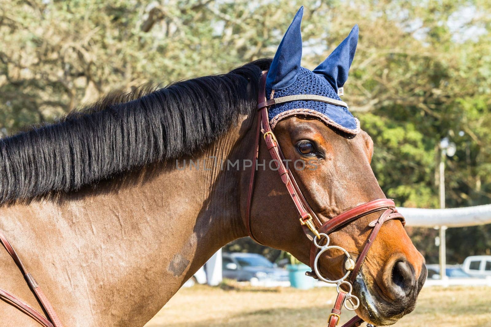 Equestrain Horse show jumping close-up  animal dress grooming detail