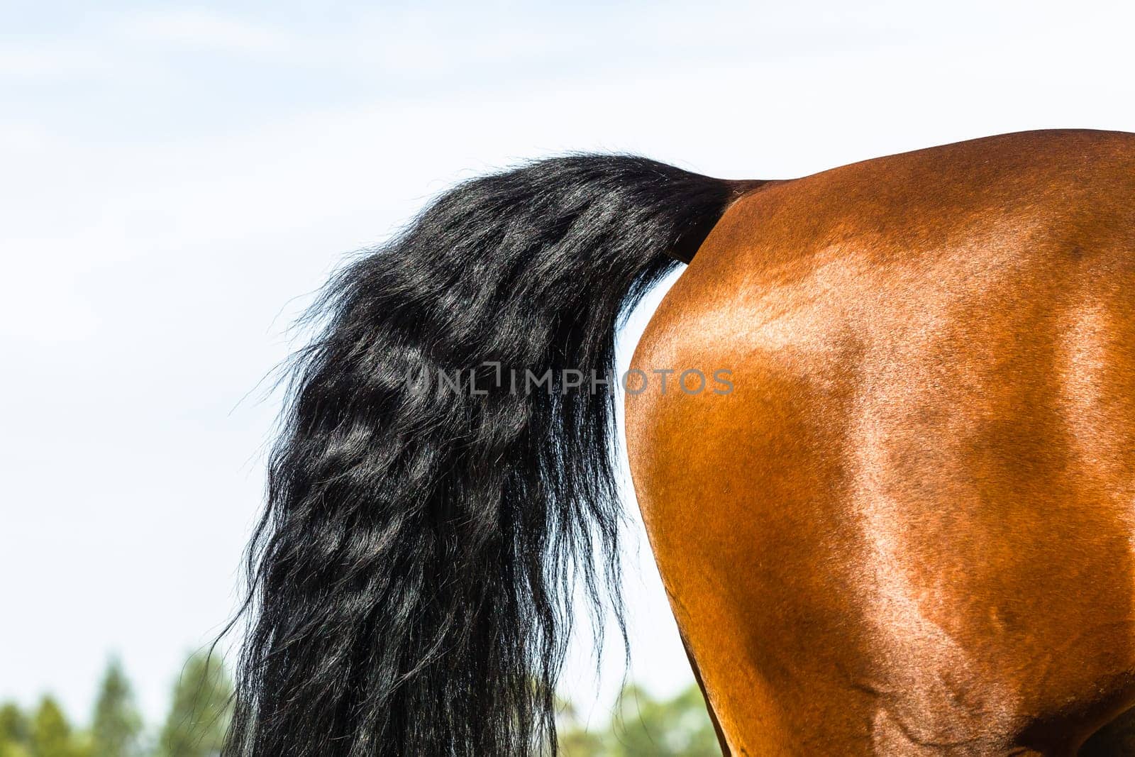 Equestrain Horse show jumping close-up  animal dress grooming detail