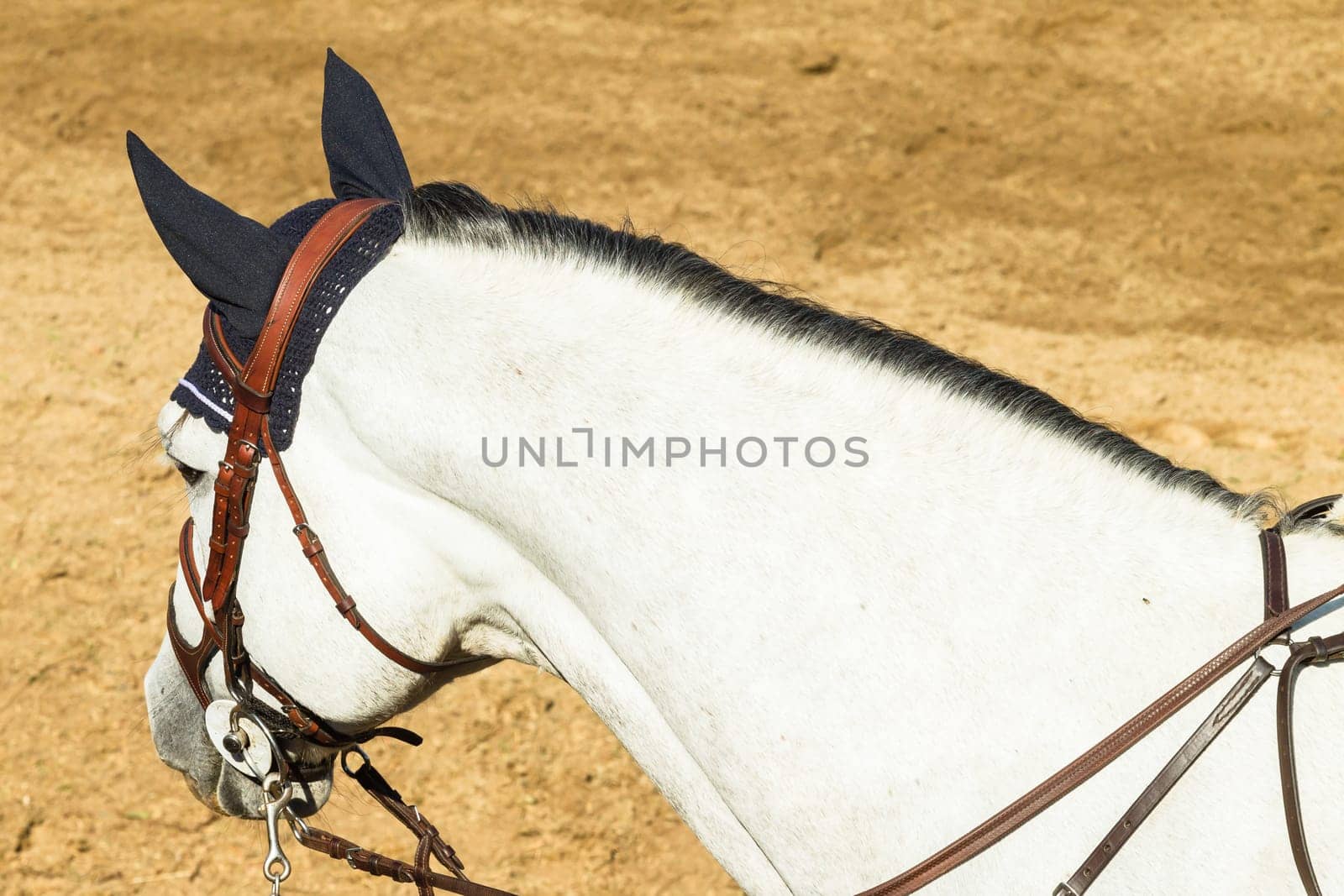 Equestrain Horse show jumping close-up  animal dress grooming detail