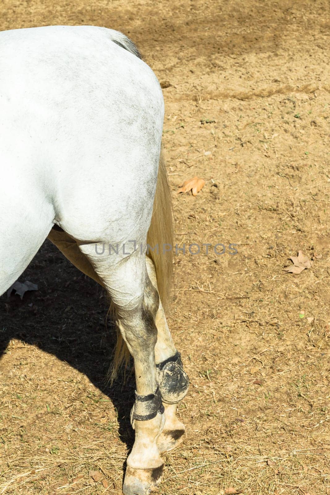 Equestrain Horse show jumping close-up  animal dress grooming detail
