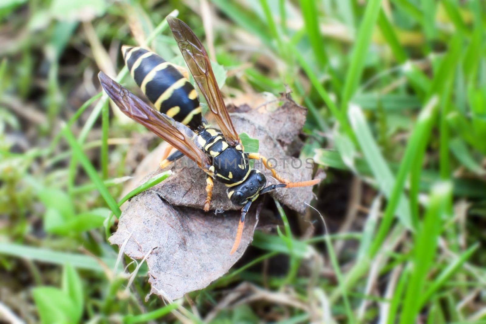 Wasp on withered leaf in search of food