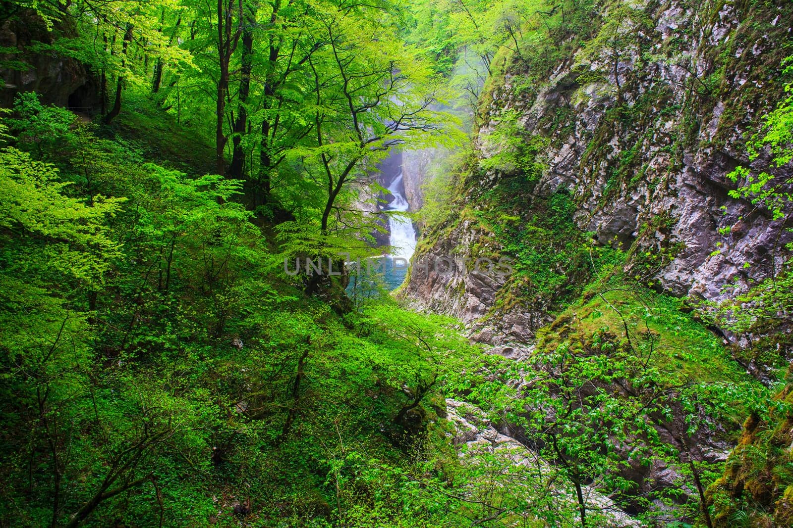 View of forest near the Škocjan Caves in Slovenia