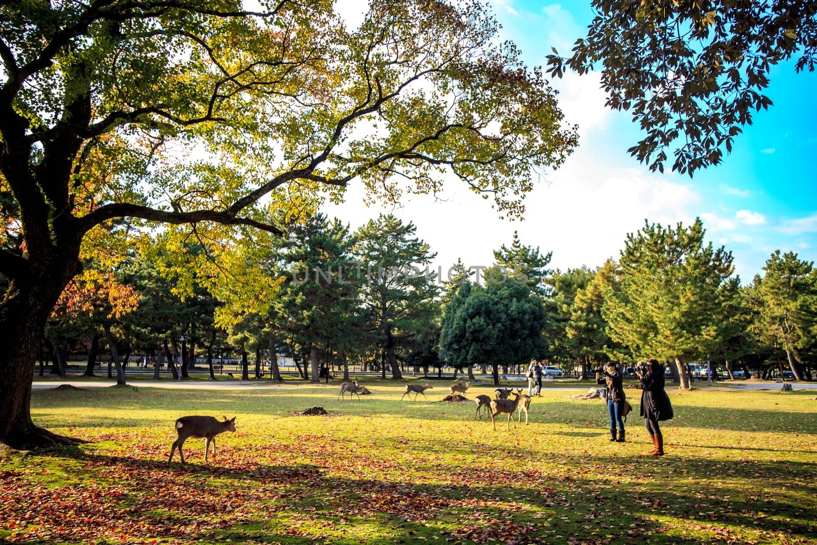 Nara, Japan - November 21, 2013