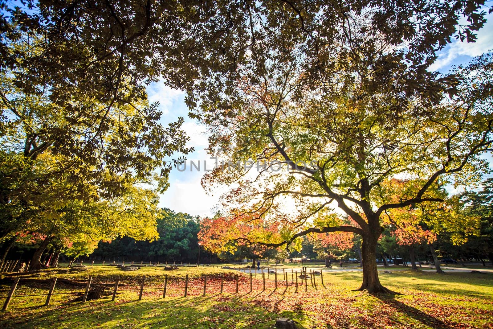 Nara, Japan - November 21, 2013