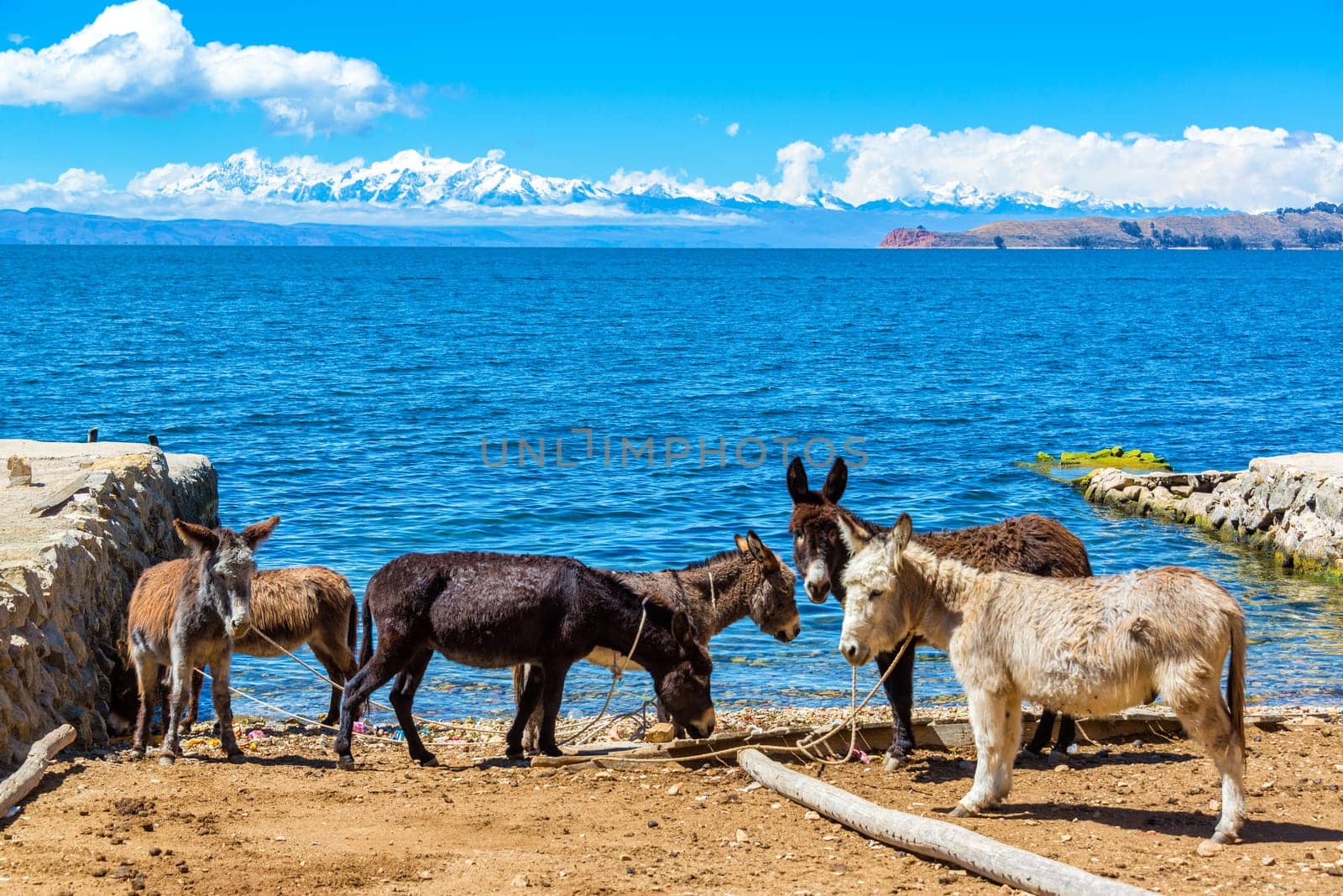 Six donkeys standing on the shore of Lake Titicaca with the Andes mountains in the background as seen on Isla del Sol, Bolivia