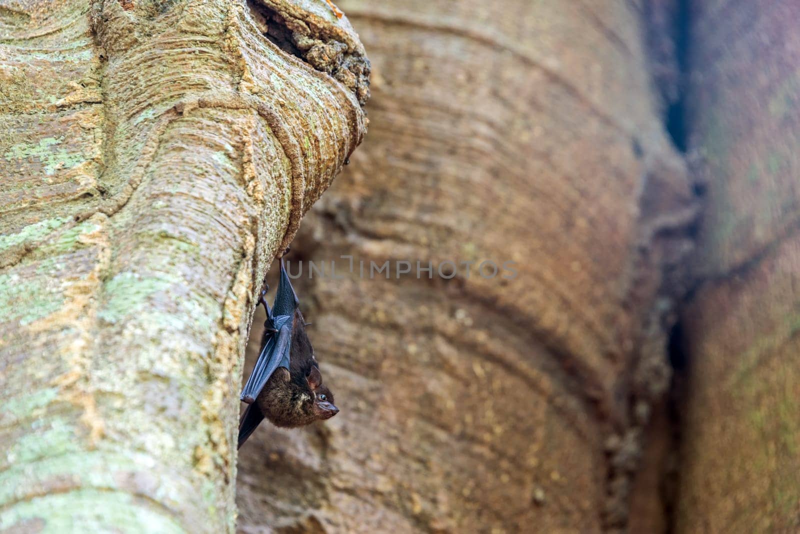 Small bat hanging in a tree in Madidi National Park in the Amazon rainforest in Bolivia