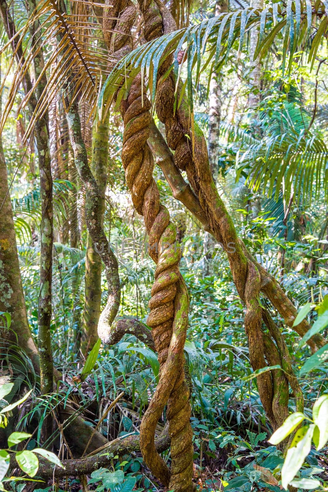 Jungle vines and foliage in Madidi National Park near Rurrenabaque, Bolivia