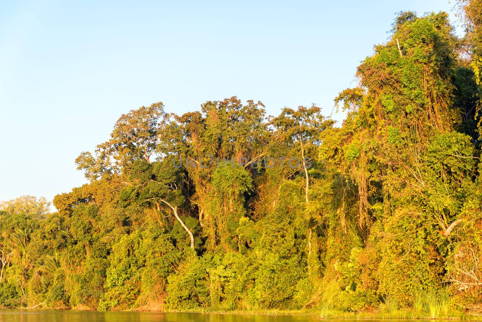 Foliage of the Amazon rainforest bathed in golden light at sunset in Madidi National Park in Bolivia