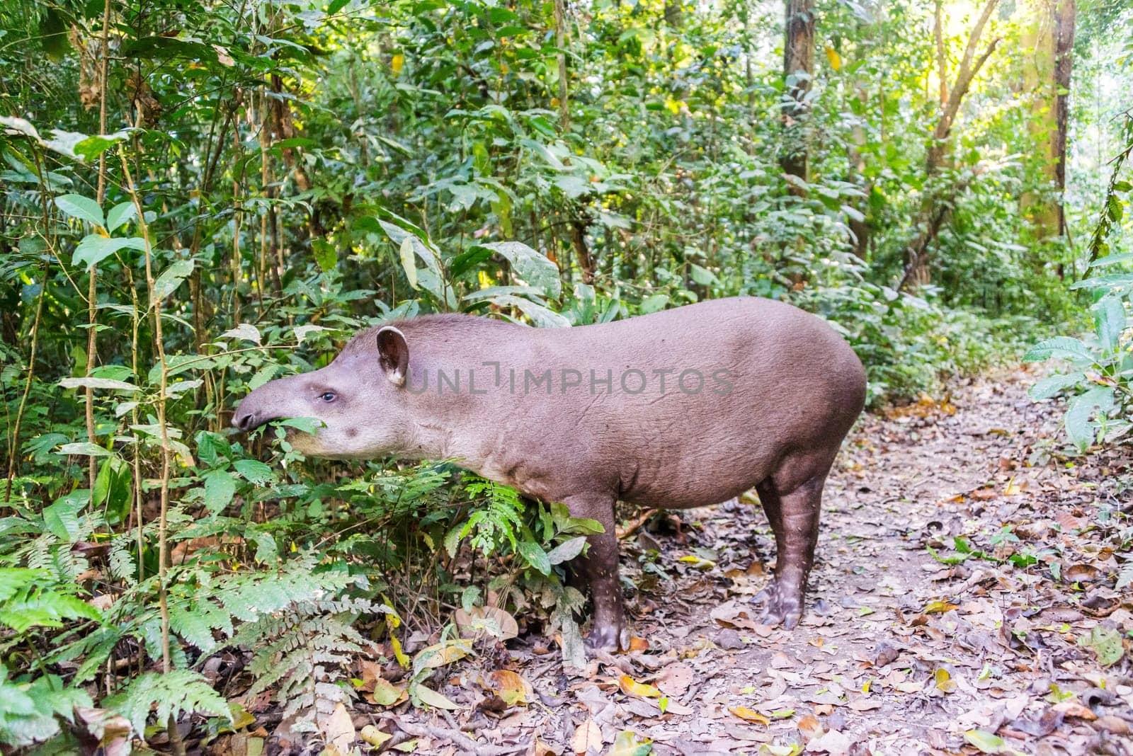 Brazilian Tapir grazing on foliage in Madidi National Park in the Amazon rainforest near Rurrenabaque, Bolivia