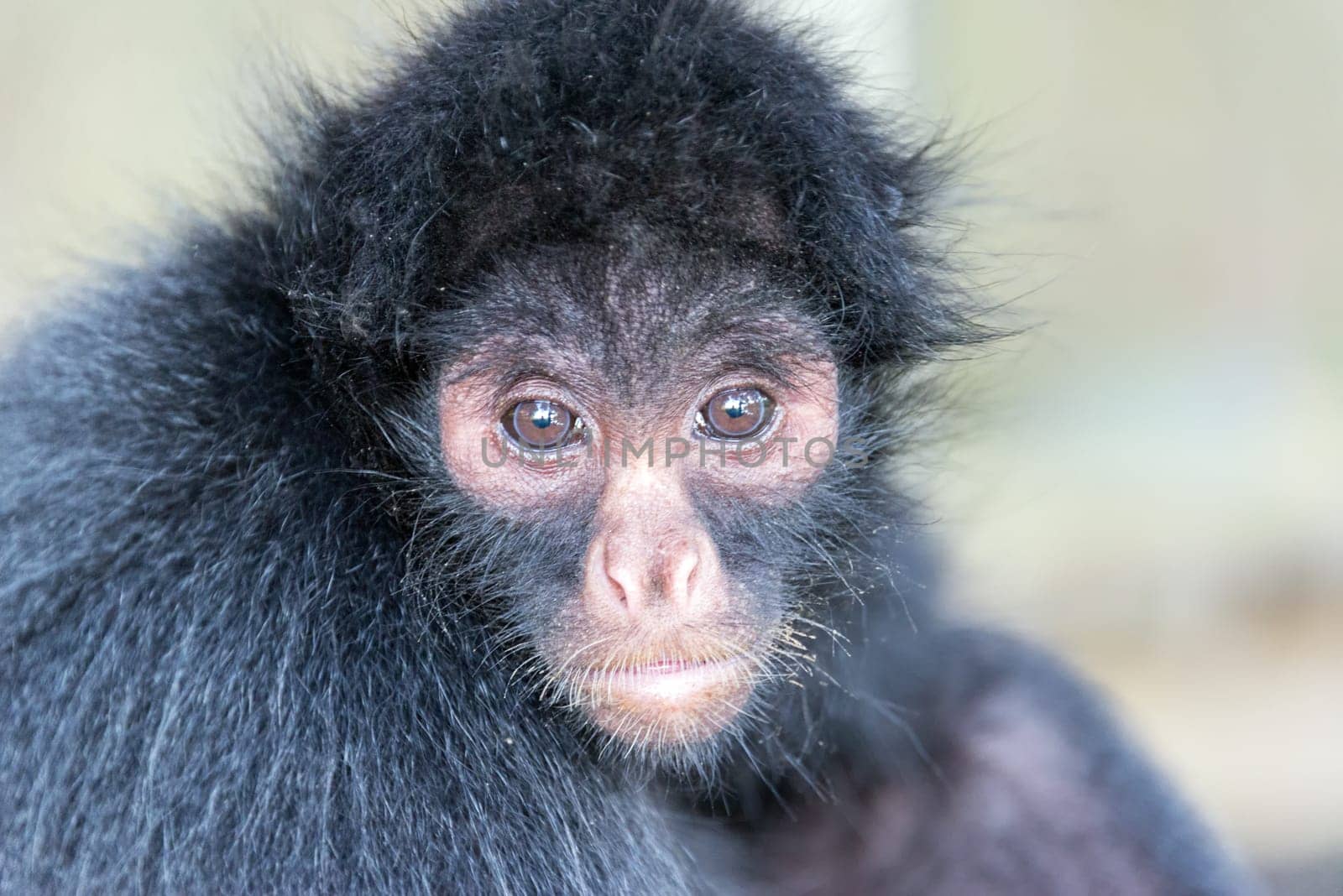 Face of a spider monkey in Madidi National Park in the Amazon rainforest in Bolivia