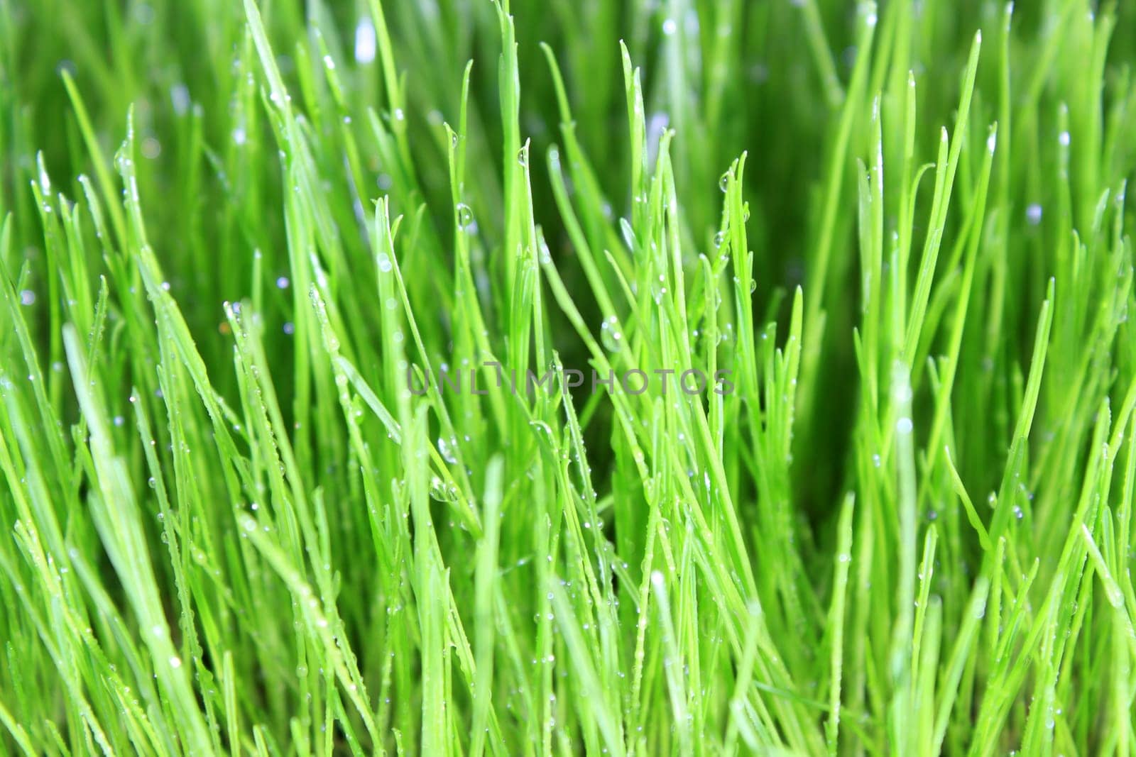 Grass