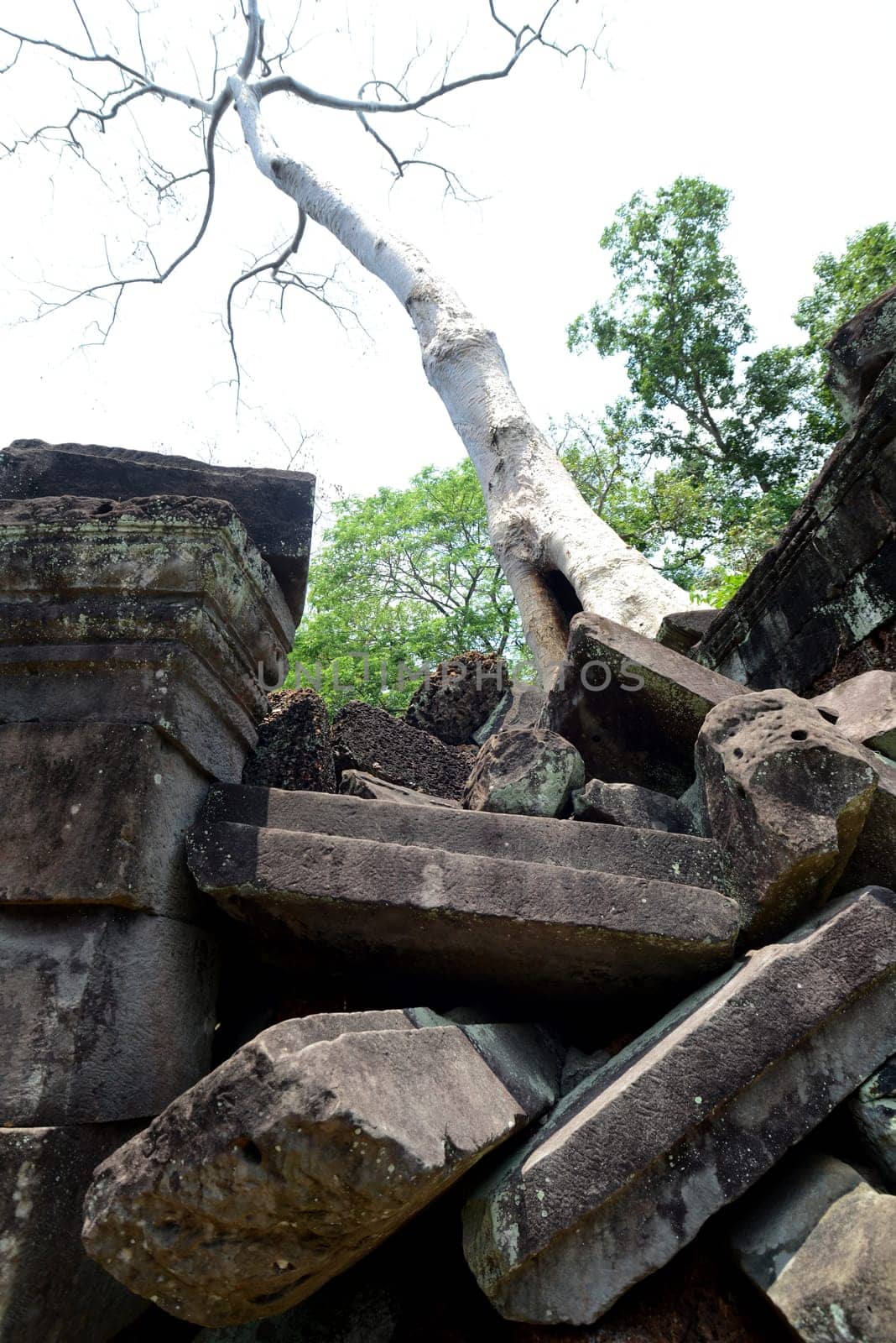 The Temple of  Ta Prohm in the Temple City of Angkor near the City of Siem Riep in the west of Cambodia.