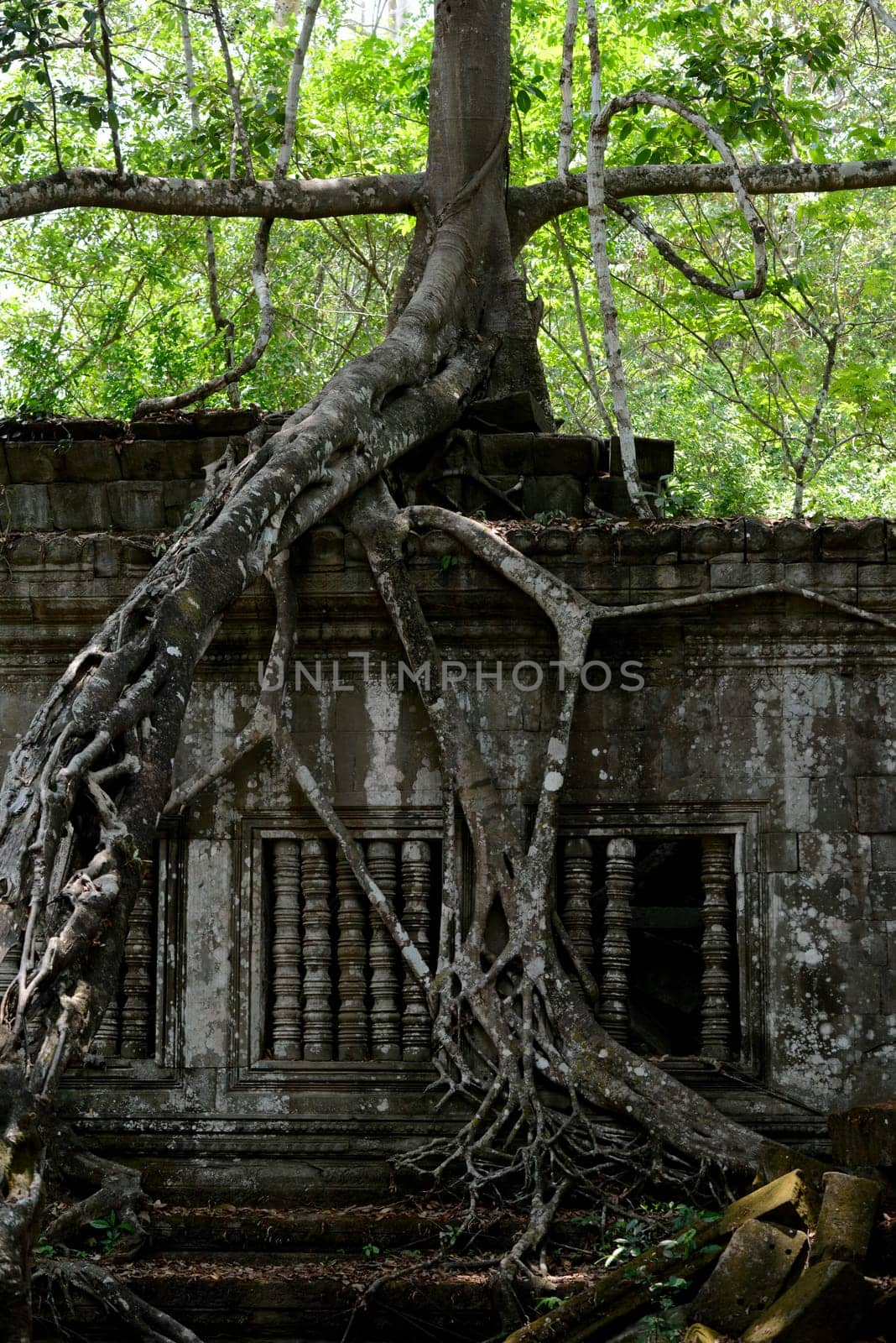 The Tempel Ruin of  Beng Mealea 32 Km north of in the Temple City of Angkor near the City of Siem Riep in the west of Cambodia.