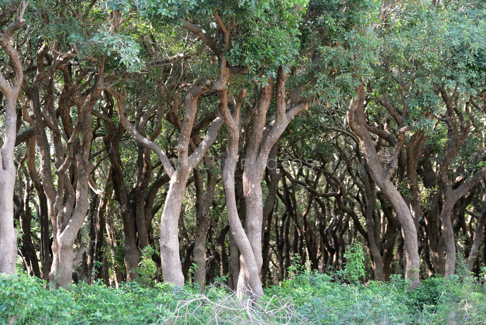 The Mangroove Forest at the Lake Village Kompong Pluk at the Lake Tonle Sap near the City of Siem Riep in the west of Cambodia.