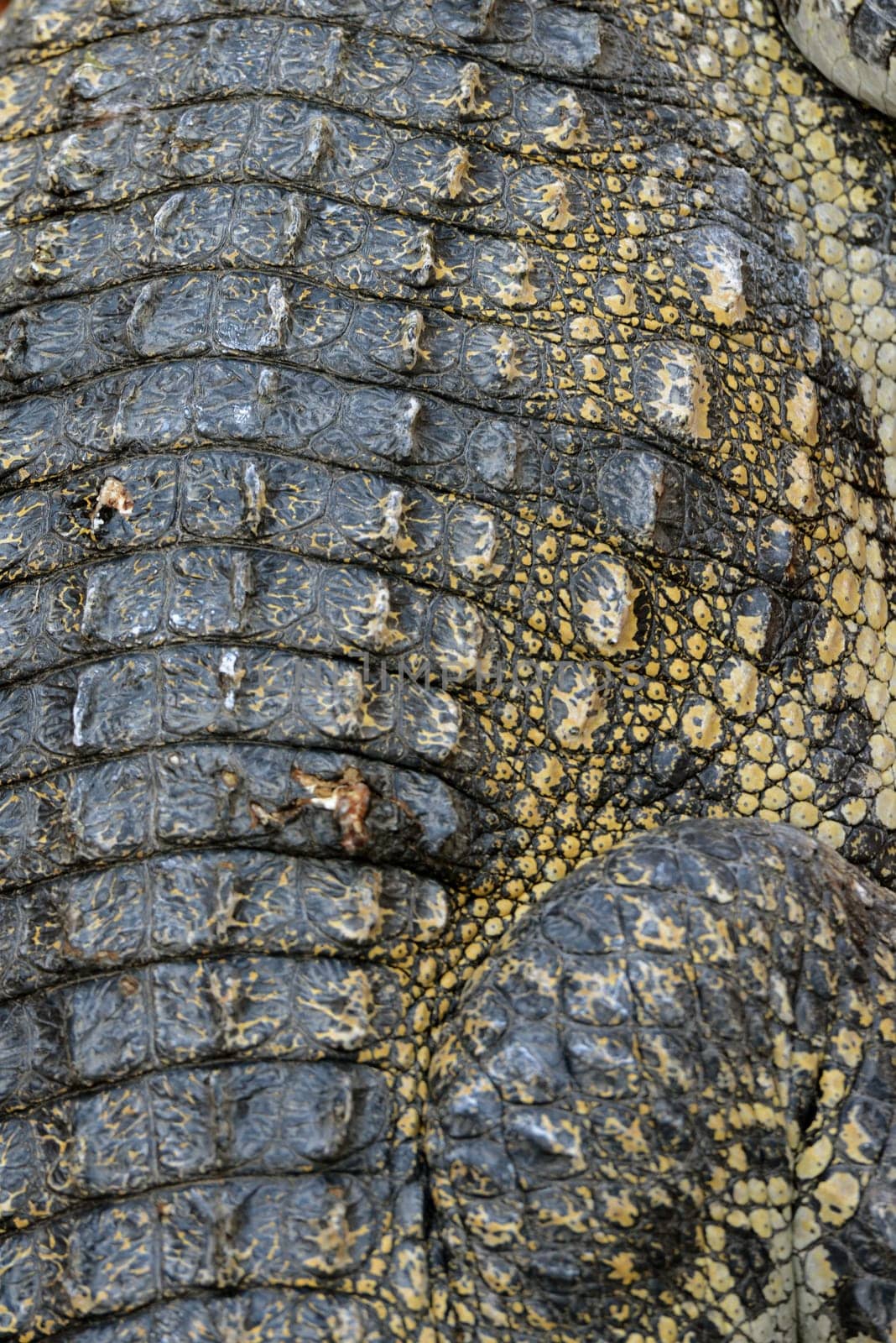 A Crocodile Farm near the City of Siem Riep in the west of Cambodia.