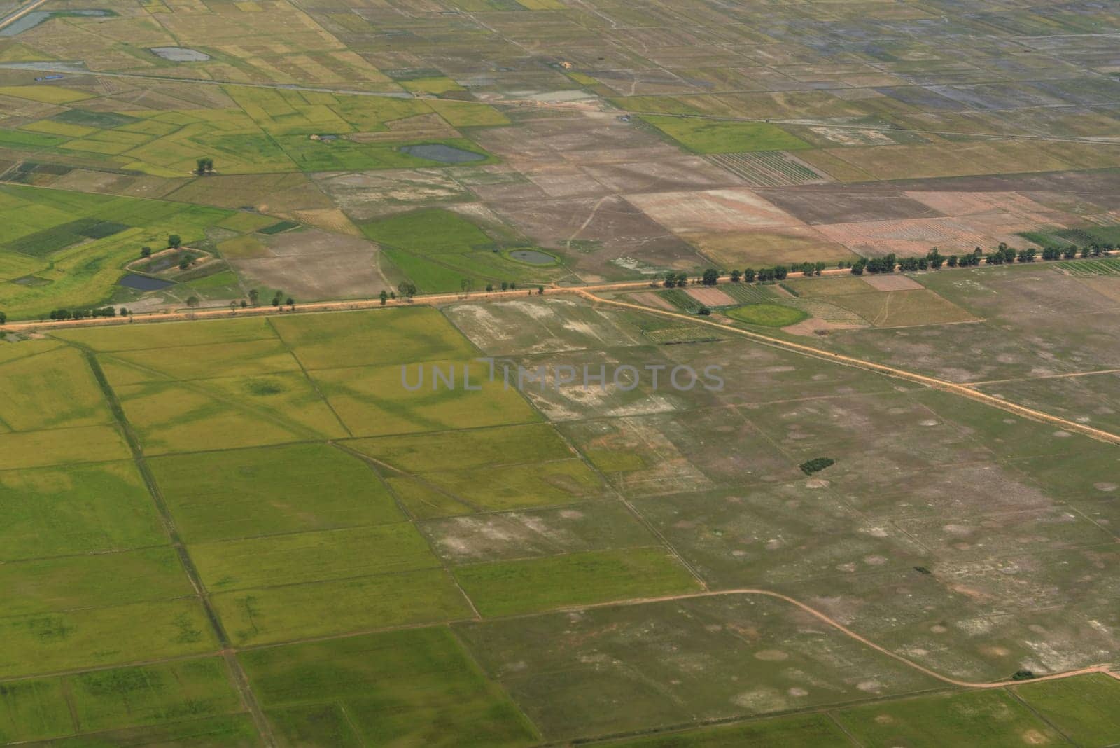 The Landscape with a ricefield near the City of Siem Riep in the west of Cambodia.