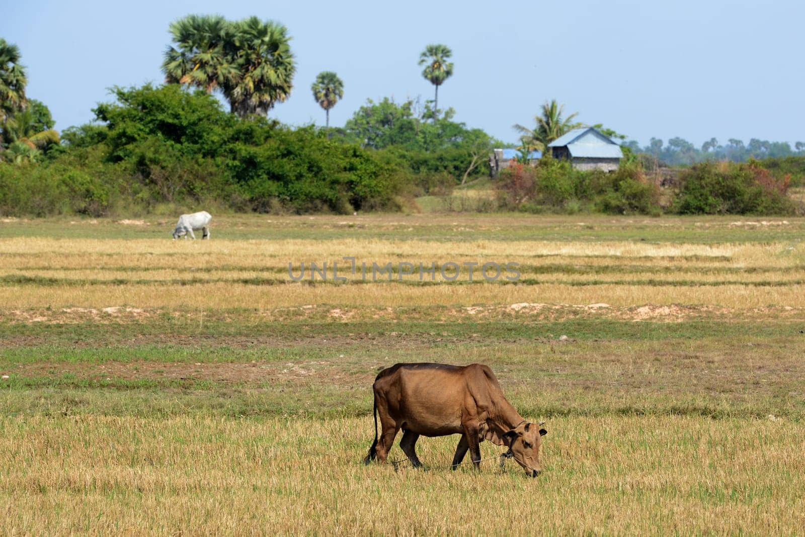A Field near the Lake Village Kompong Pluk at the Lake Tonle Sap near the City of Siem Riep in the west of Cambodia.