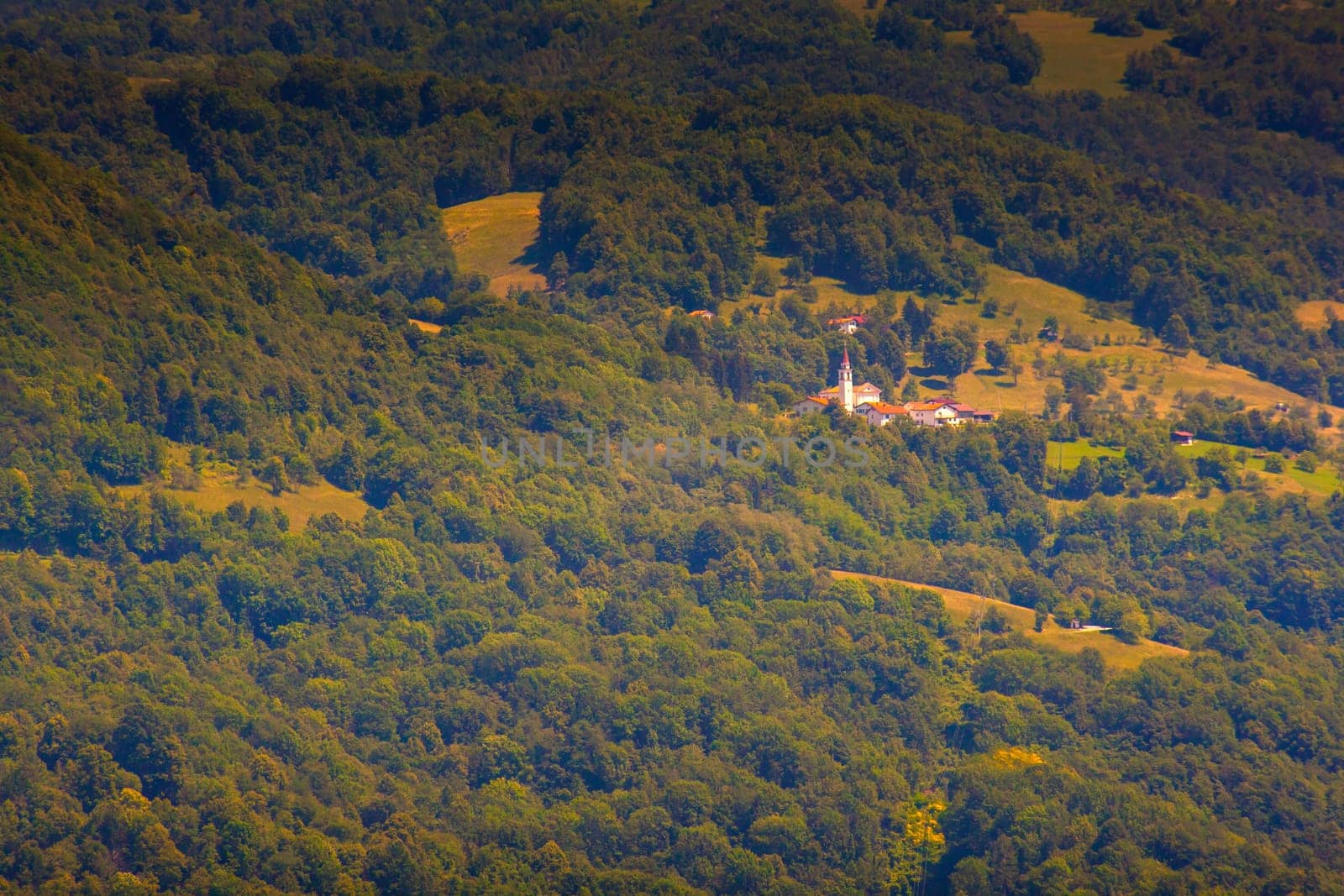 View of forest in the Slovenian countryside