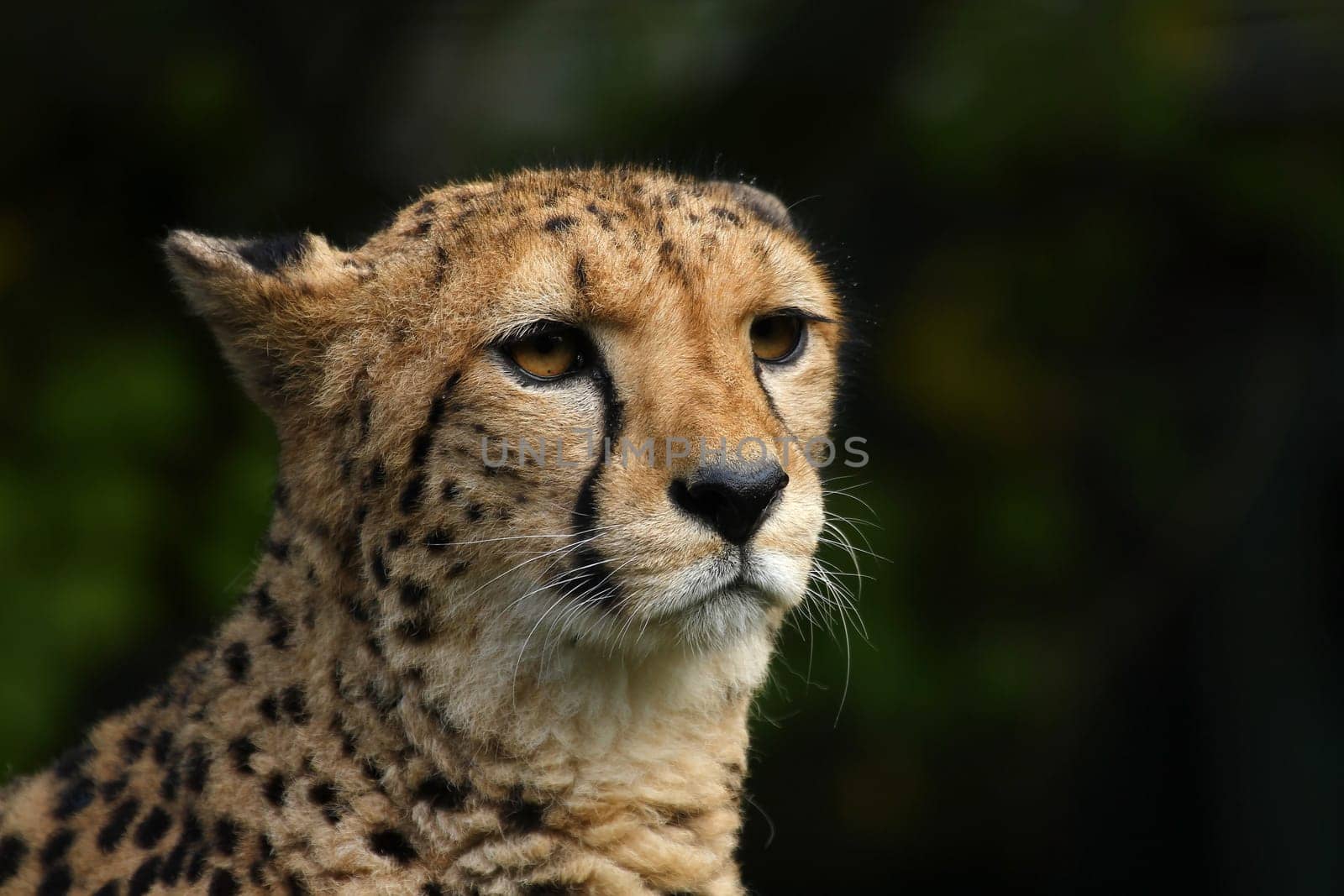 Cheetah