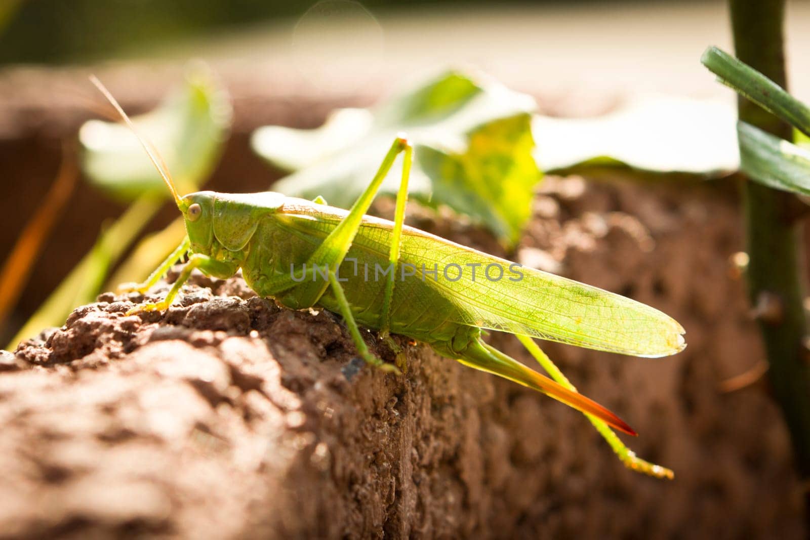 Locust sitting on a stone wall as a close-up