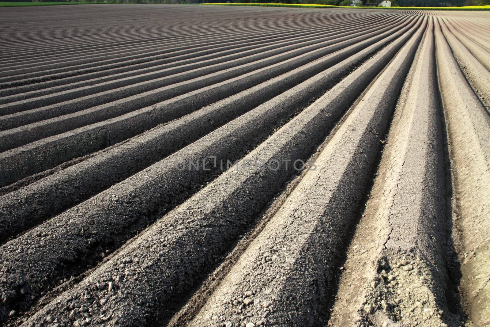 Arable furrows for carrot cultivation