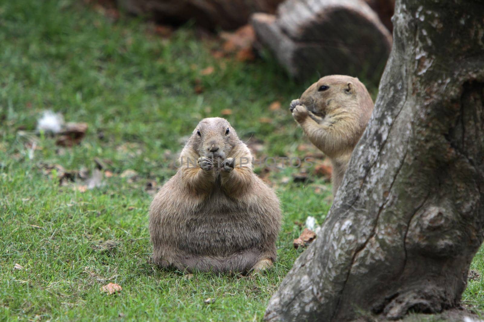 Prairie dog