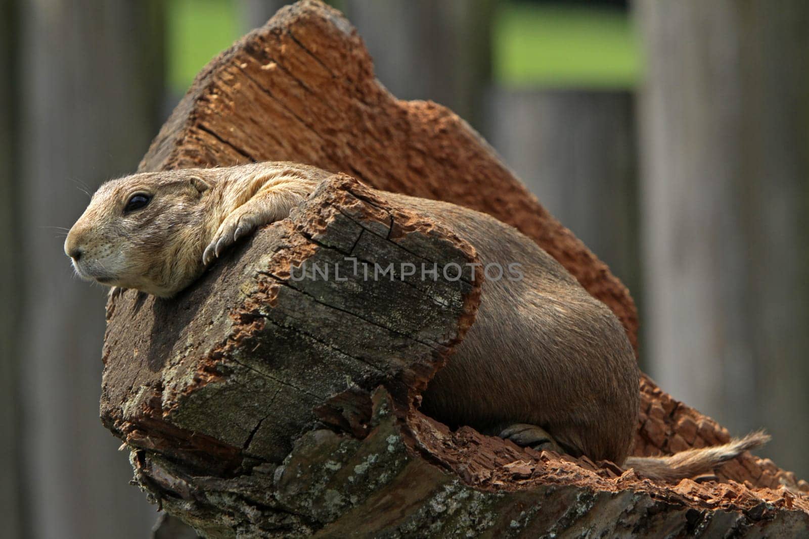 Prairie dog