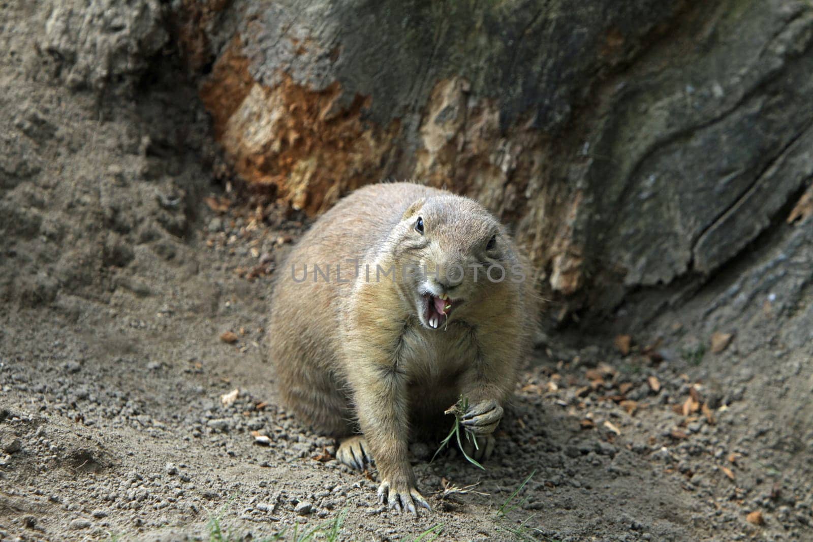 Prairie dog