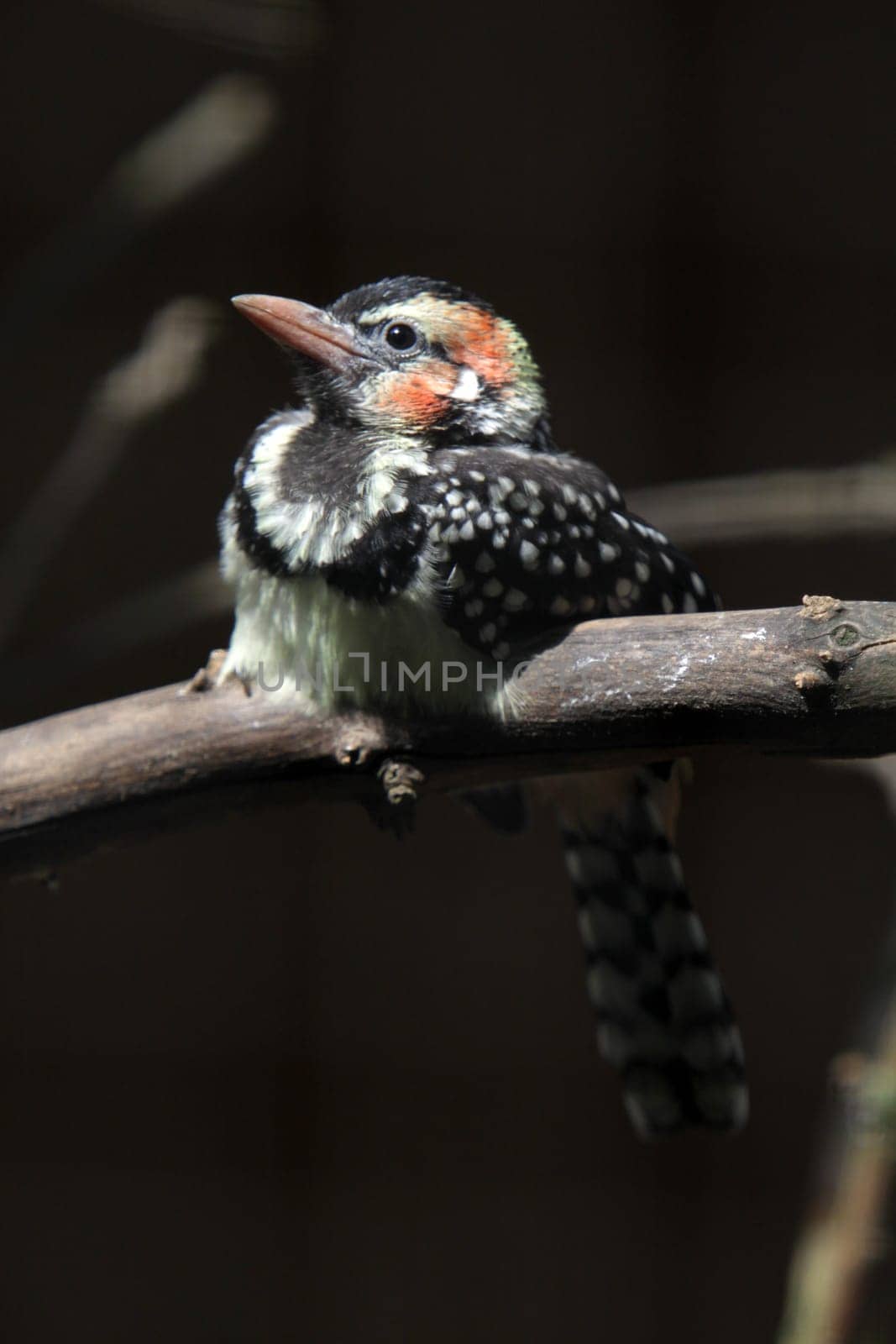 Flamehead bearded bird