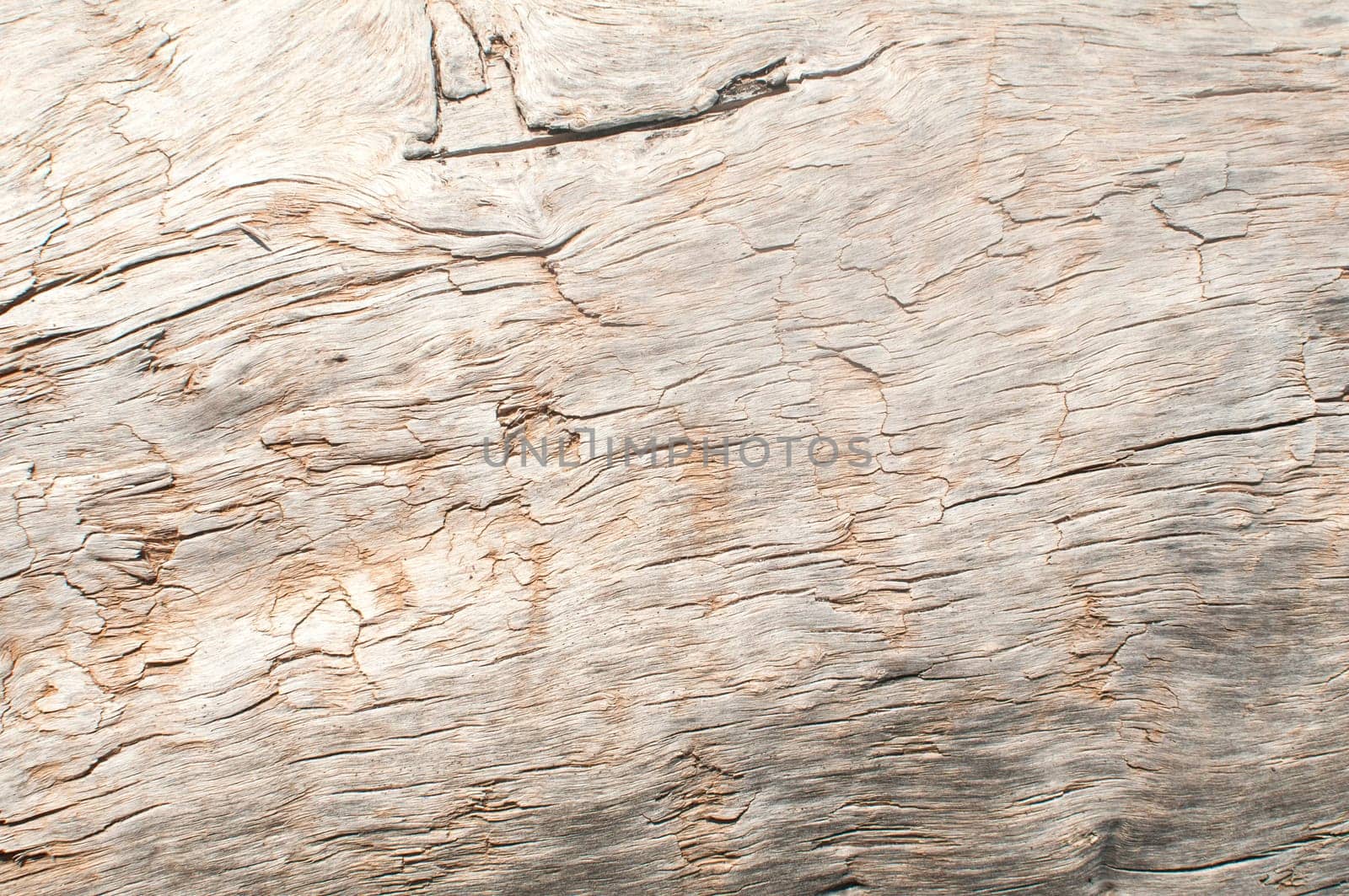 Dry weathered wood surface structure closeup as background