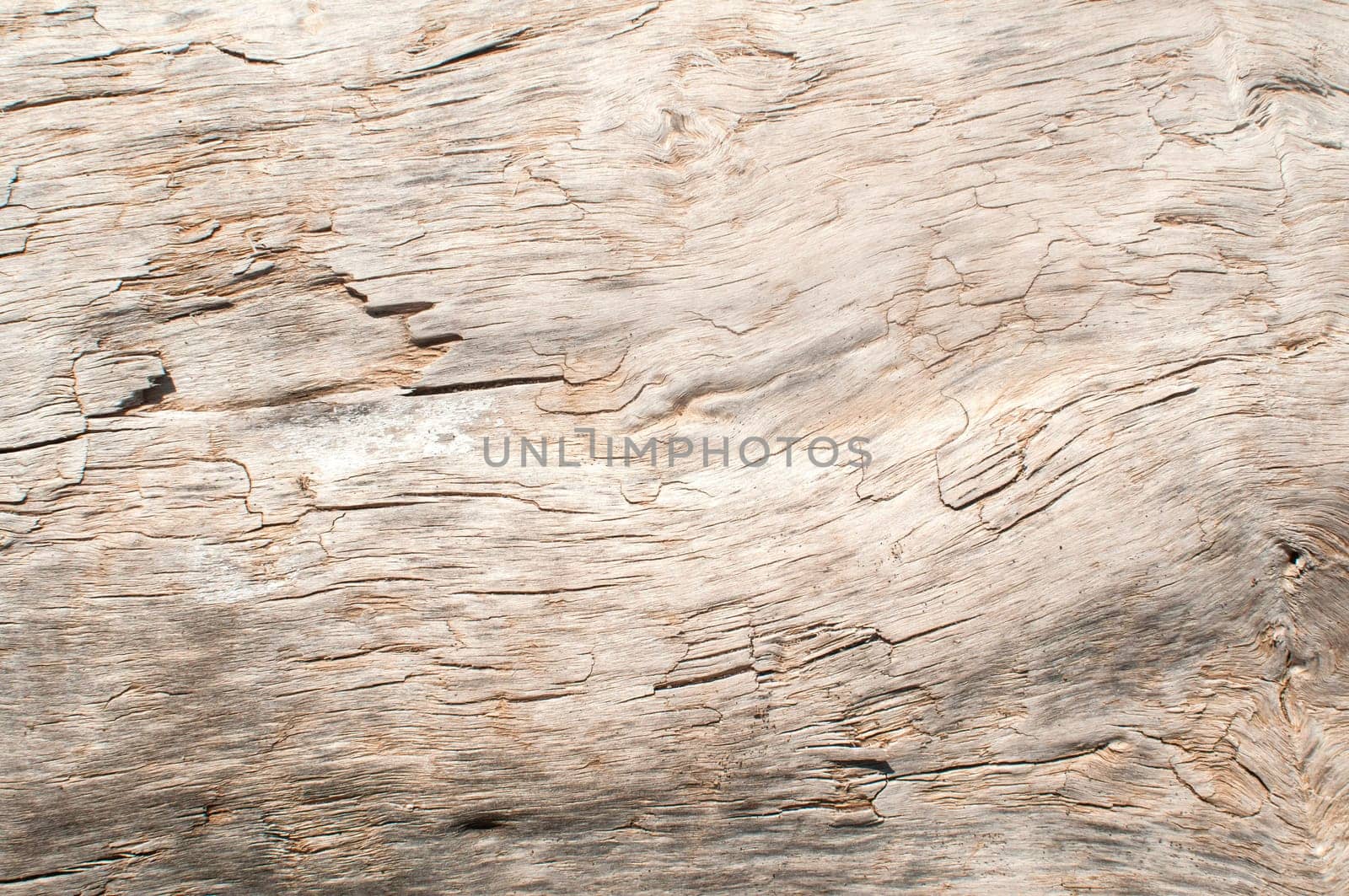 Dry weathered wood surface structure closeup as background
