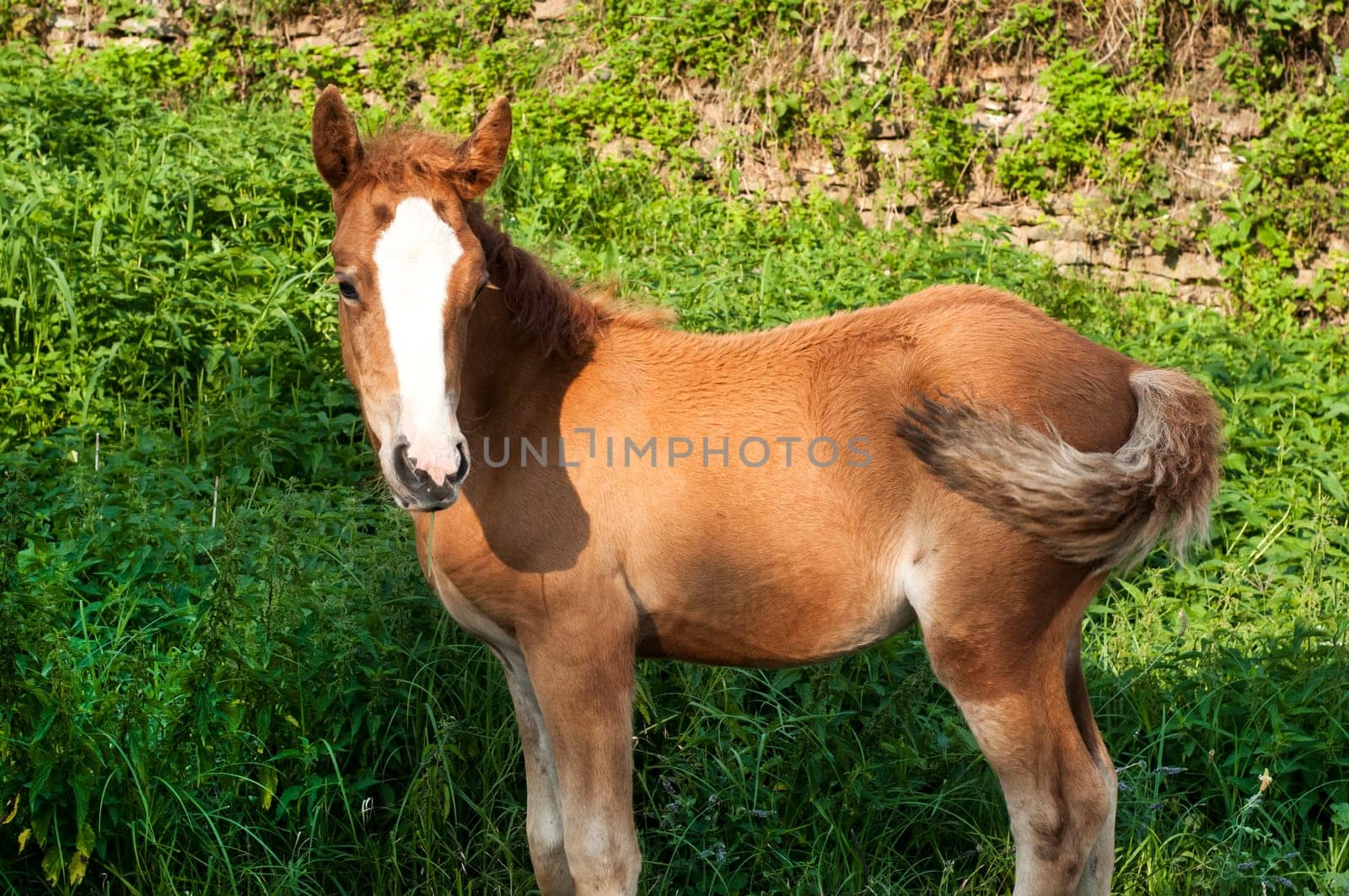 Brown foal amid green vegetation background