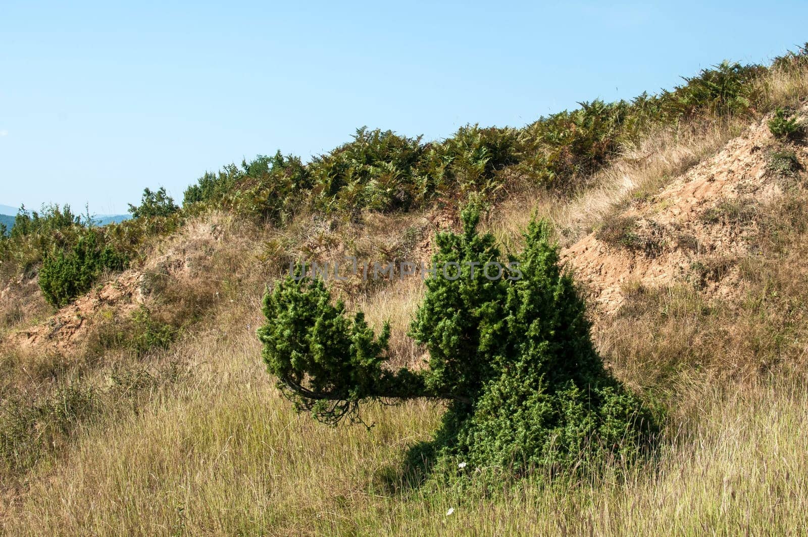 Strange juniper bush on dry soil mountain hill