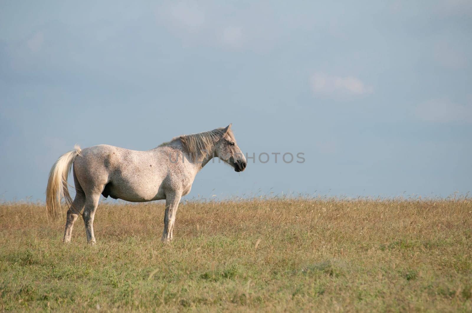 Lonely spotted horse on late summer meadow and blue sky background