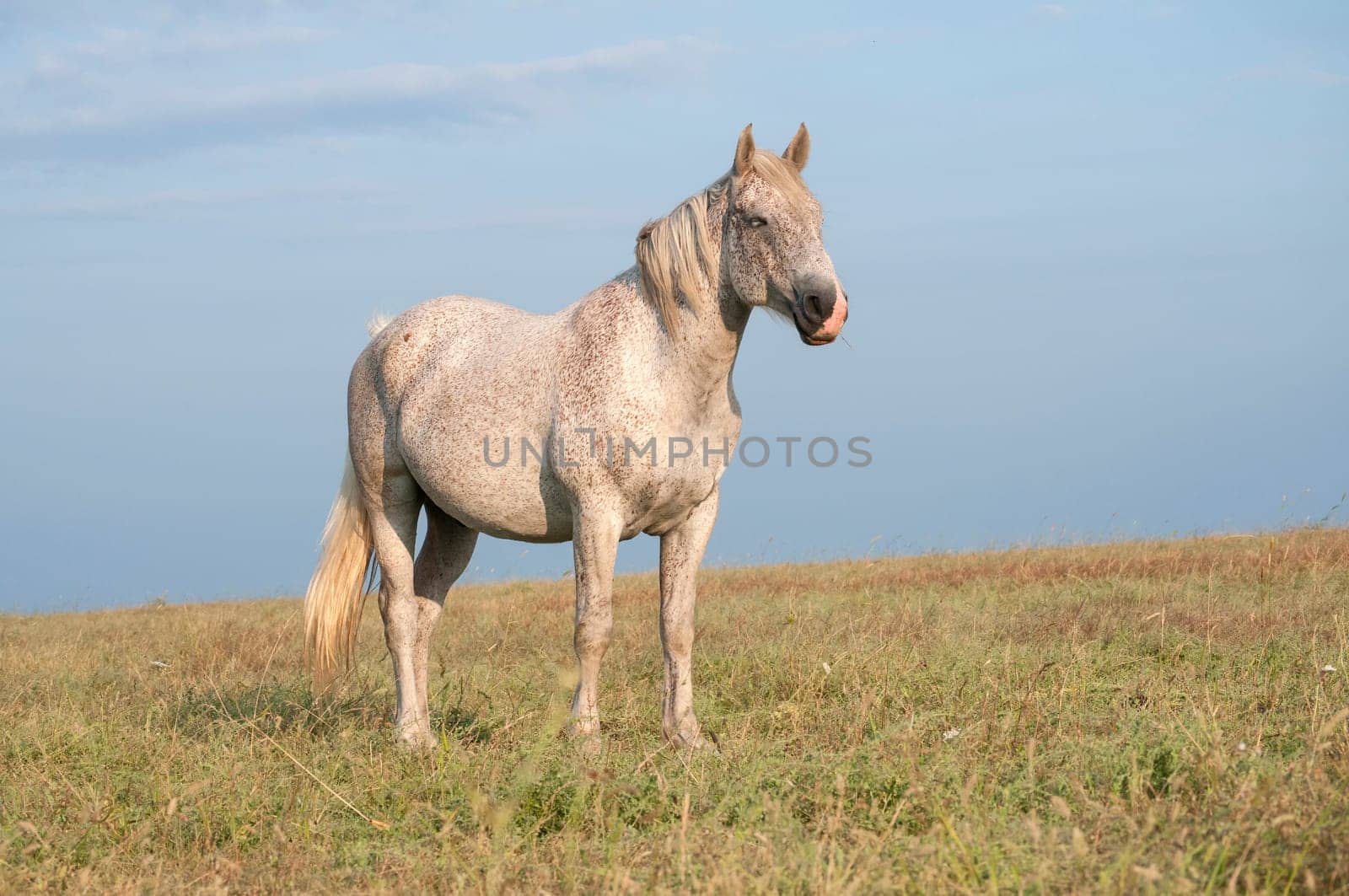 Lonely spotted horse on late summer meadow and blue sky background
