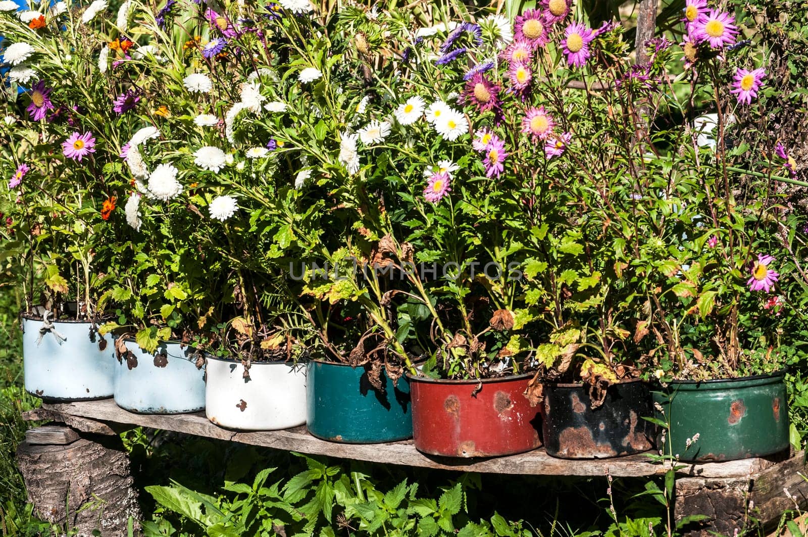 Old battered metal saucepans as flowerpots in village yard