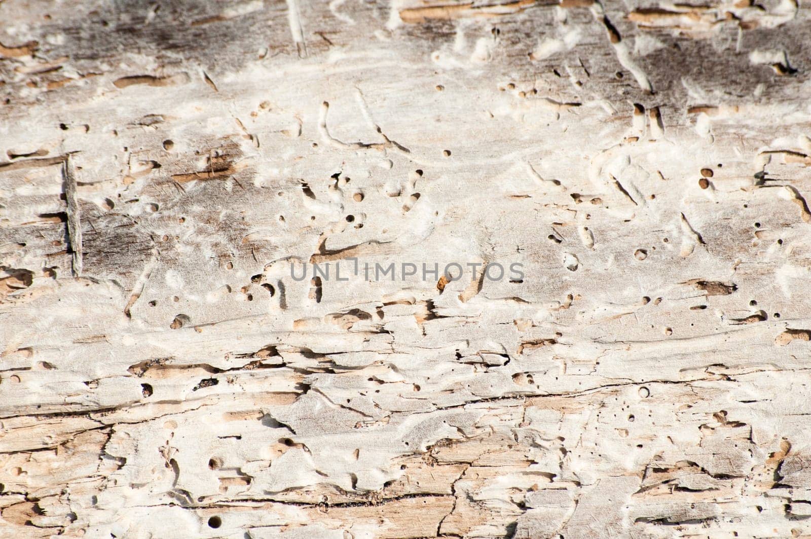 Dry weathered wood surface structure closeup as background