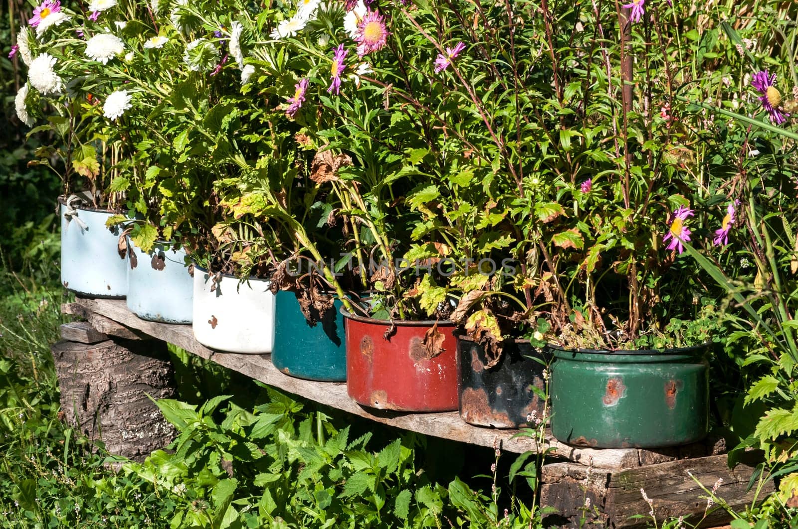 Old battered metal saucepans as flowerpots in village yard