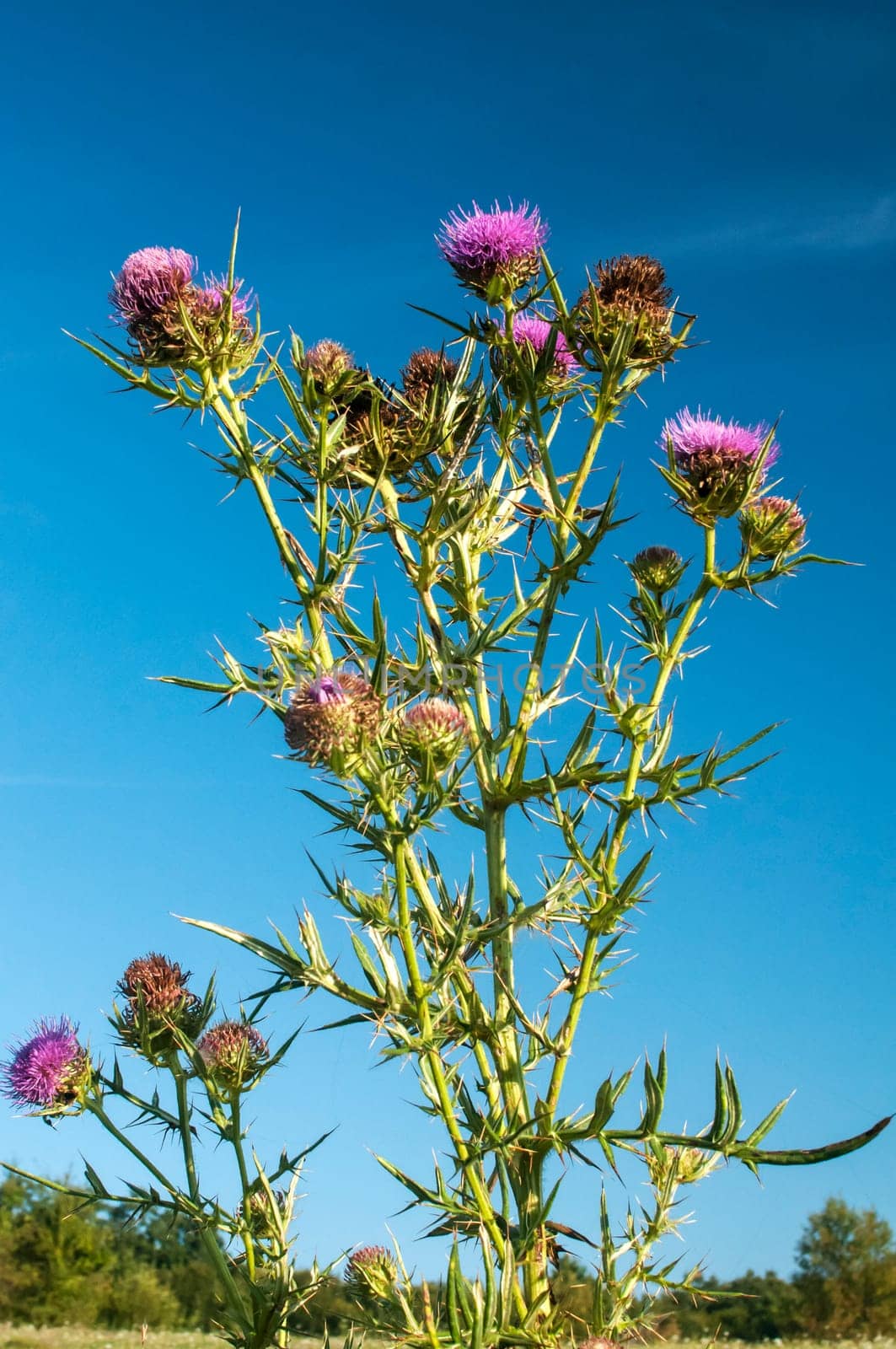 Milk thistle flower on blue sky background
